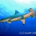 shark_hammerhead_scalloped_dar_h_0063_ecu0832.jpg